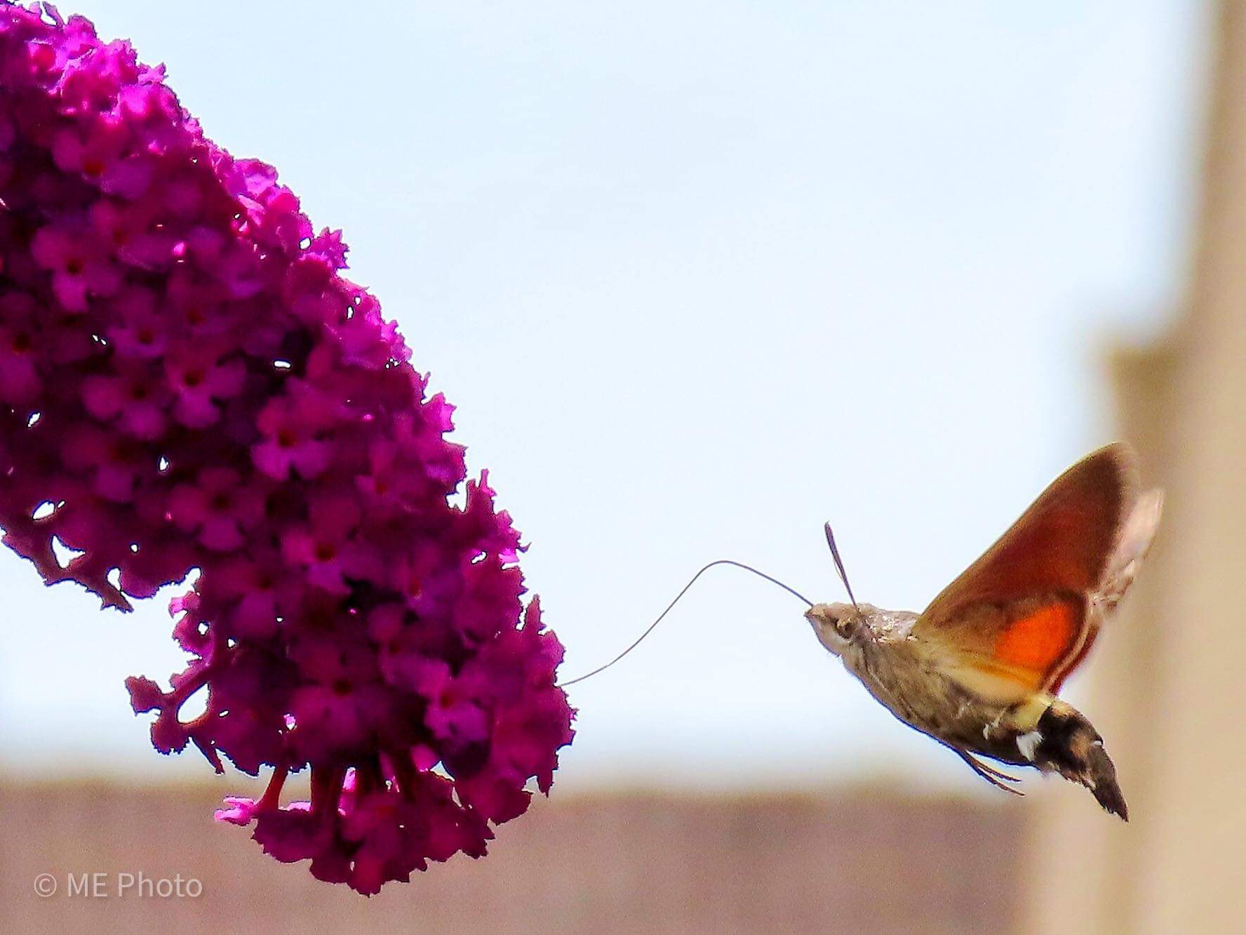 Kolibrievlinder als afscheid zomer - Stichting De Brabantse Wal
